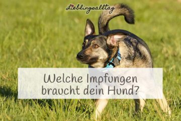 Welche Impfungen braucht dein Hund?