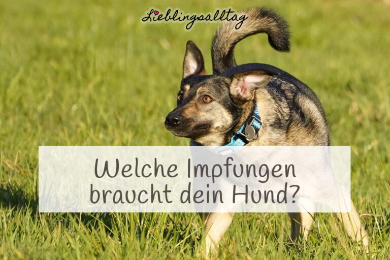 Welche Impfungen braucht dein Hund?