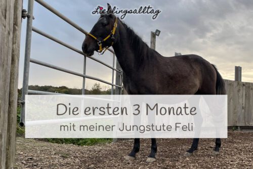 Die ersten 3 Monate mit meiner Jungstute Feli