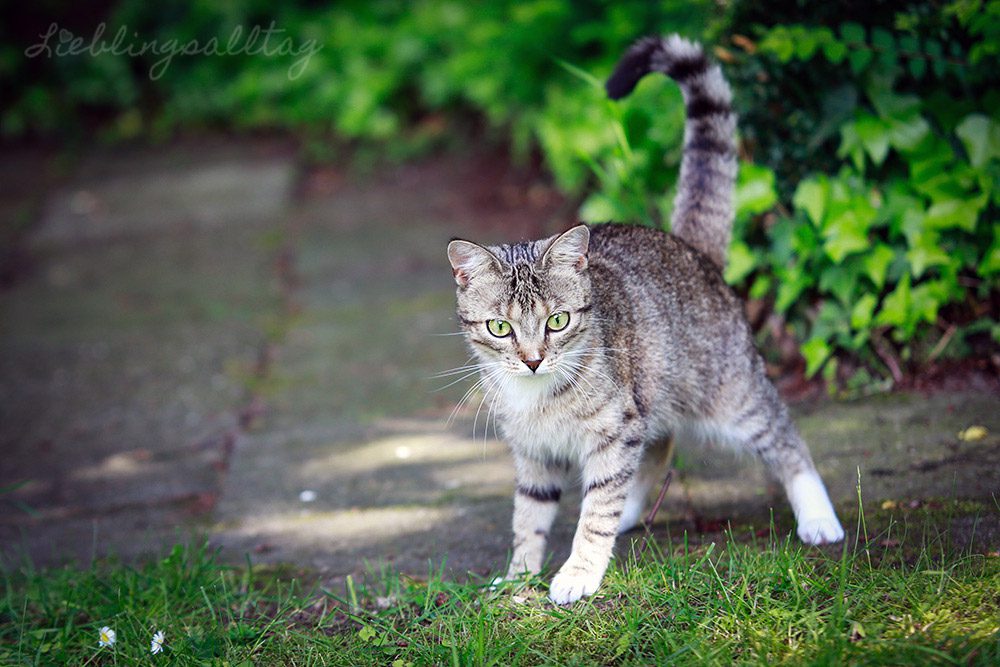 Katze Juli im Garten – Mai 2013