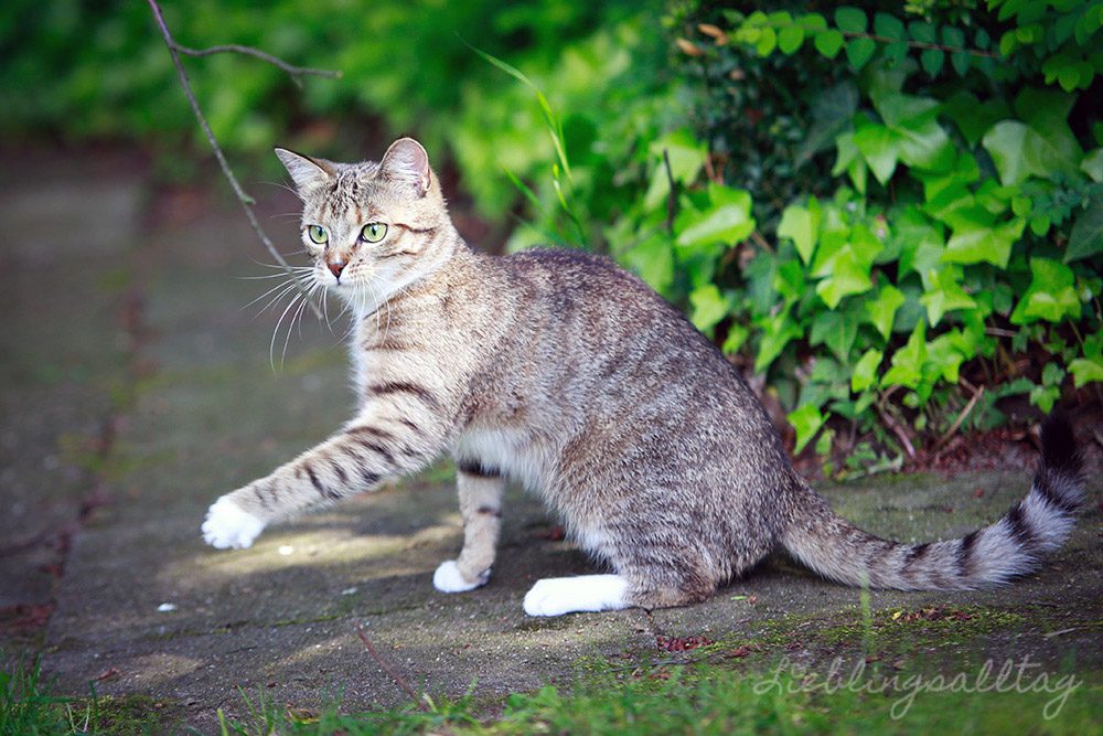 Katze Juli im Garten – Mai 2013
