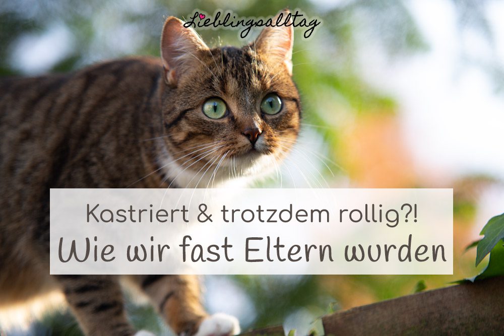Katze kastriert & trotzdem rollig?
