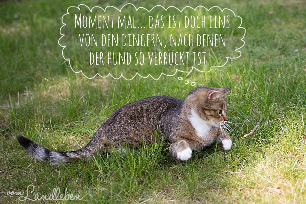 Die Katze und das Stöckchen…