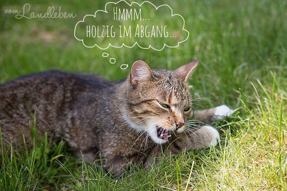 Die Katze und das Stöckchen…