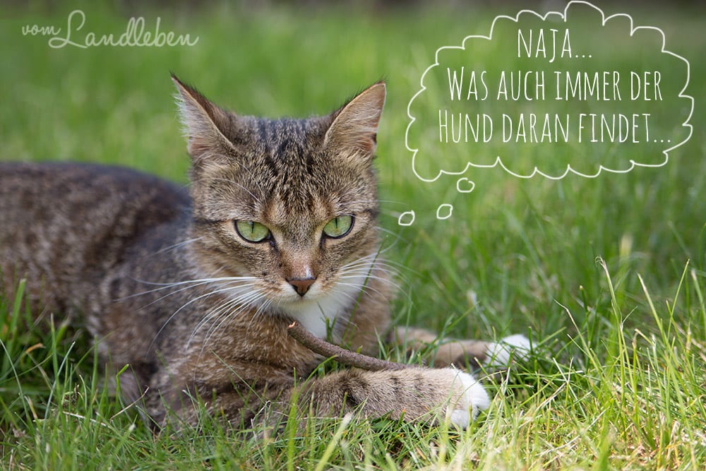 Die Katze und das Stöckchen