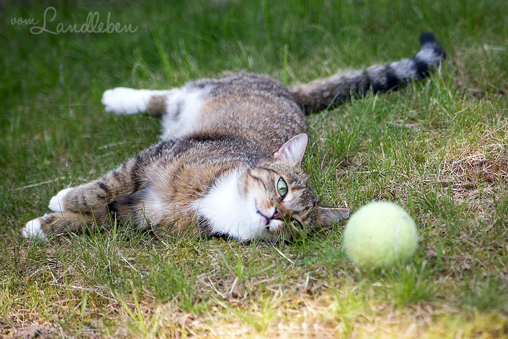 Die Katze und der Tennisball…