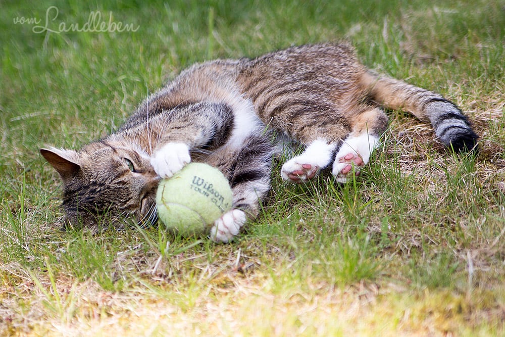 Die Katze und der Tennisball