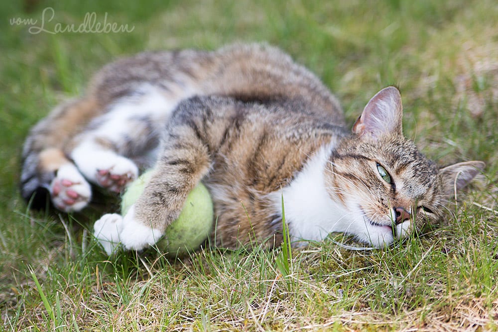 Die Katze und der Tennisball