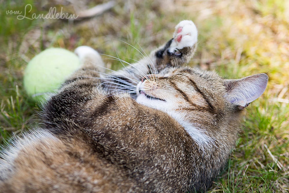Die Katze und der Tennisball