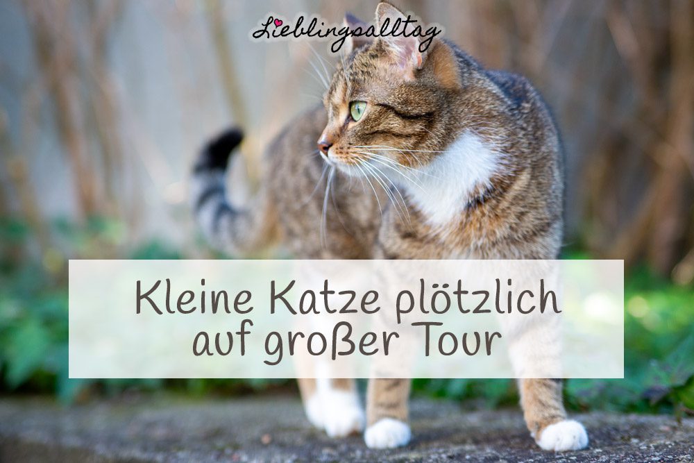 Kleine Katze auf großer Tour