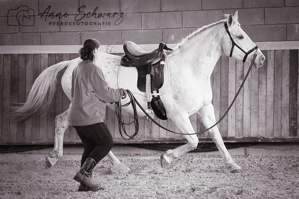 Leya – Pferdefotografie