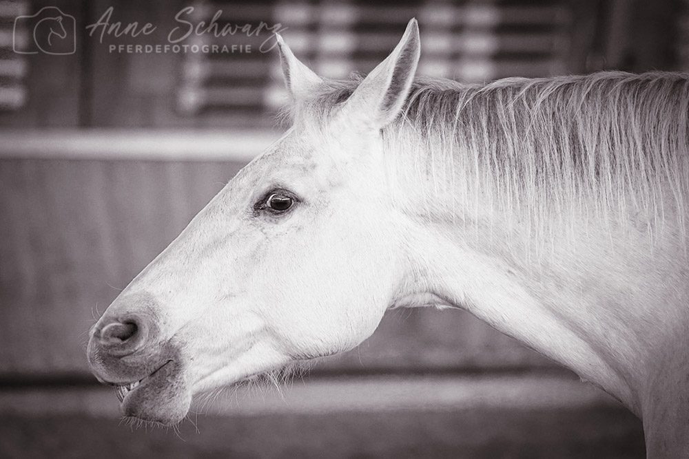 Leya – Pferdefotografie
