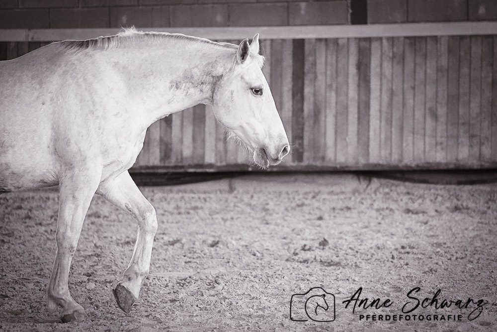 Leya – Pferdefotografie