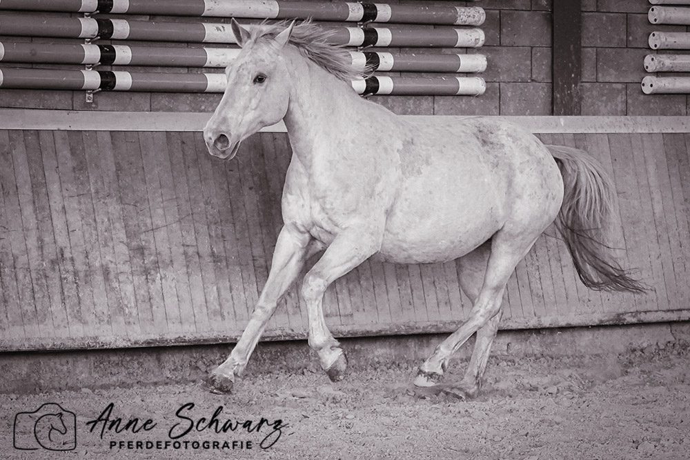 Leya – Pferdefotografie