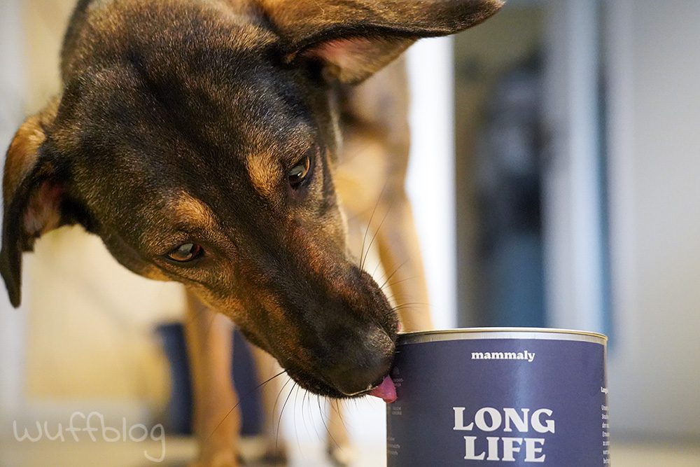 Long Life von mammaly: Supplements für Hunde