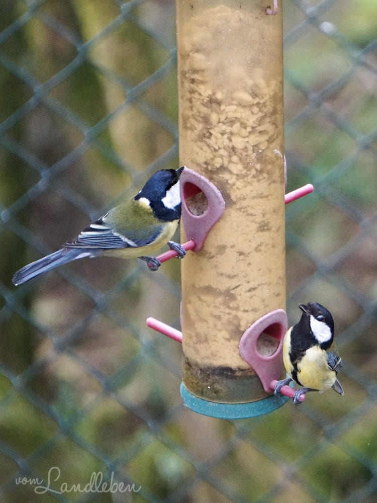 Meisen an der Futterstation