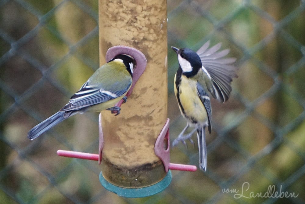 Meisen an der Futterstation