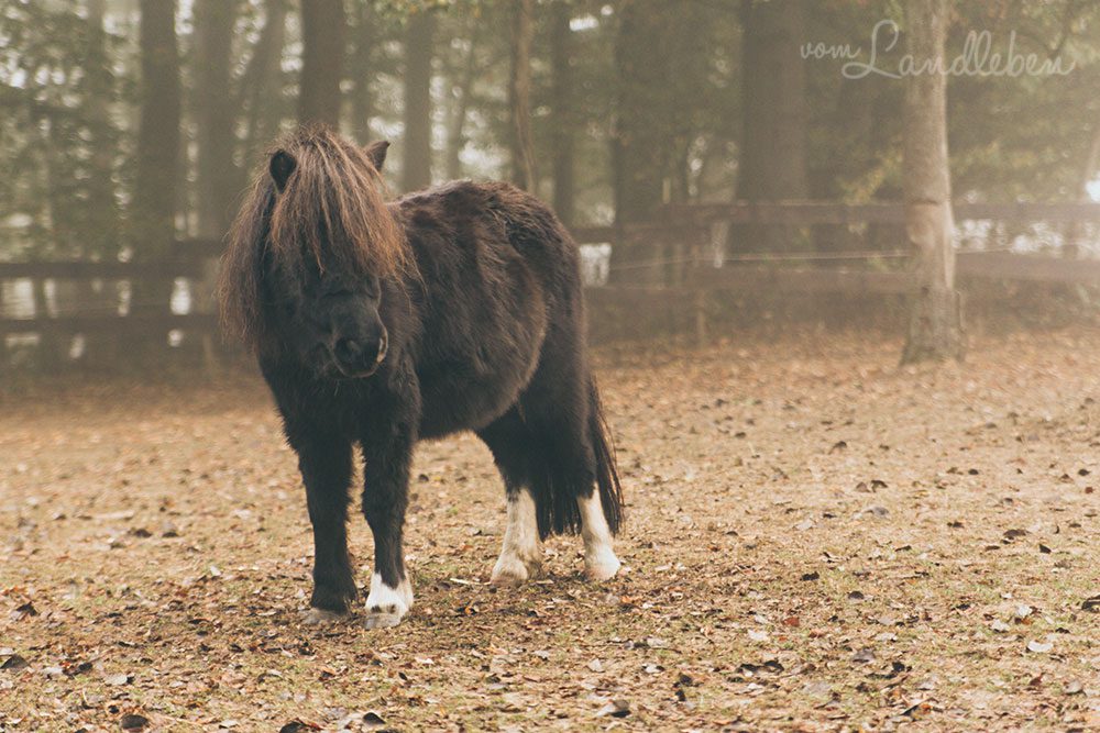 Elfi im Oktober 2018