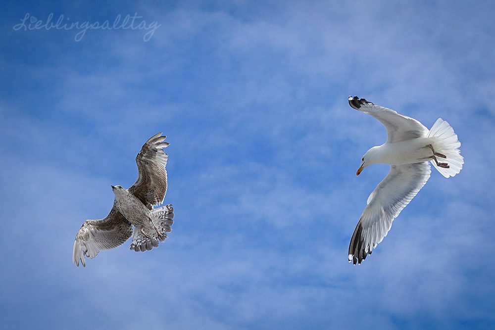 Möwen im Flug