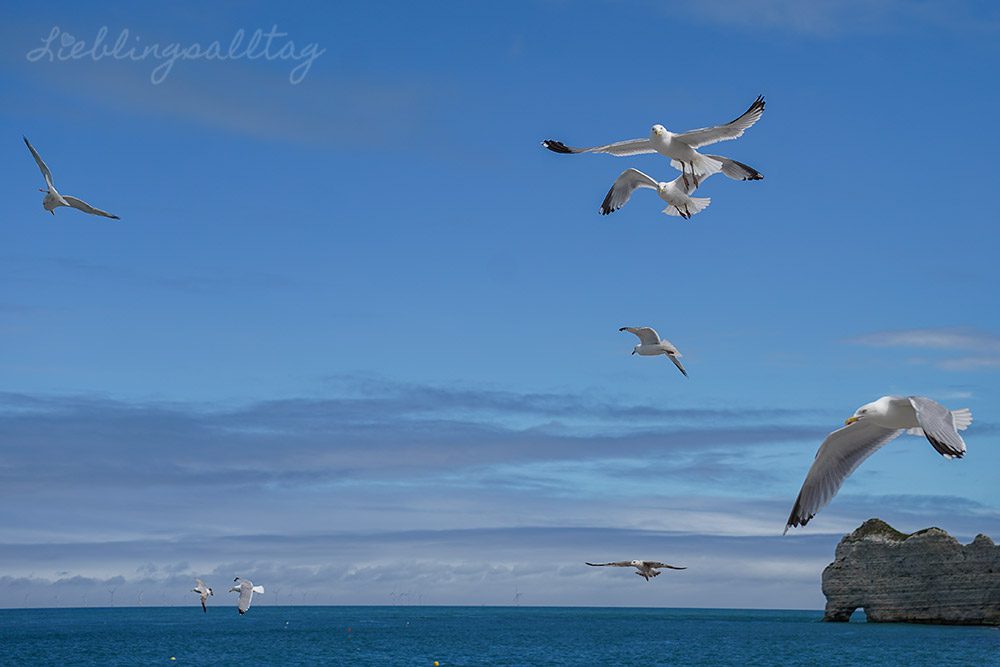 Möwen im Flug