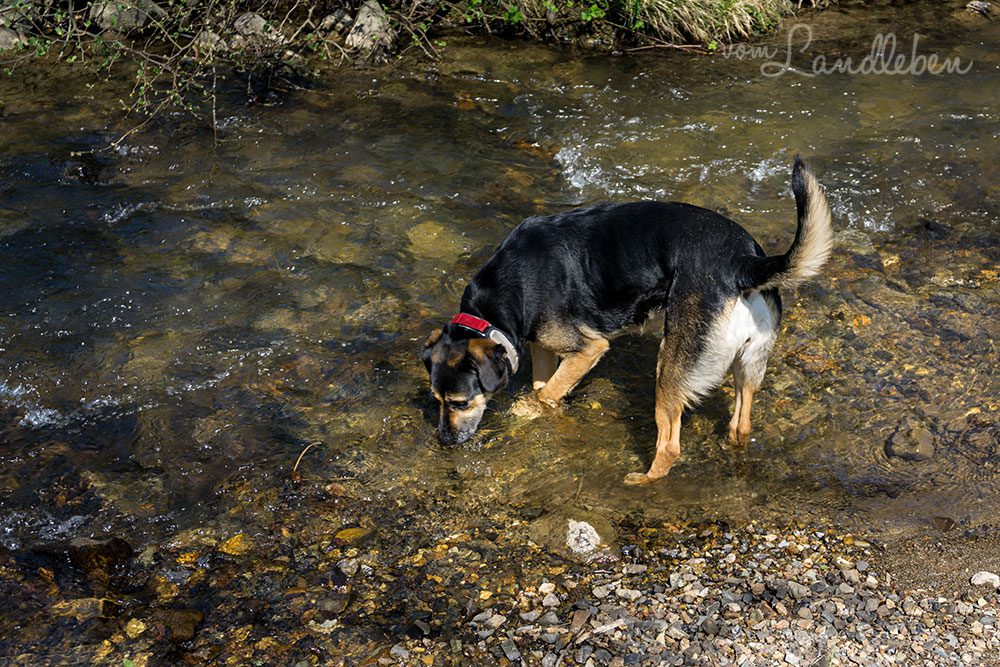 Nala im Bach