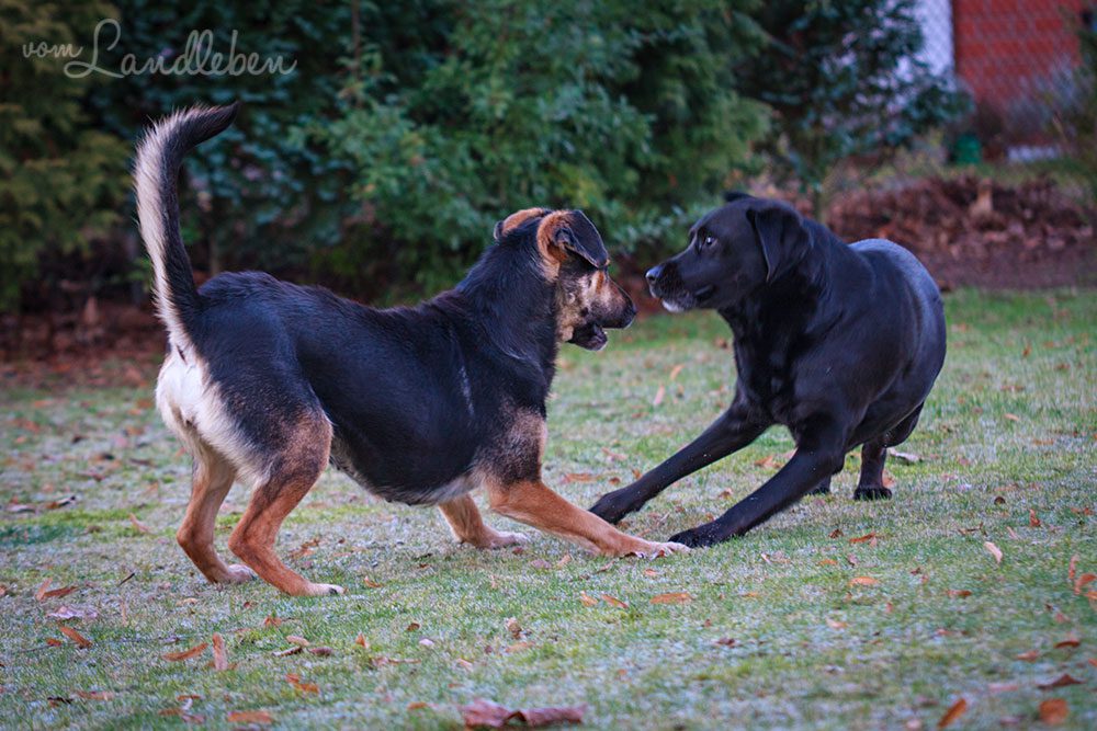 Nala und Cora im Januar 2013