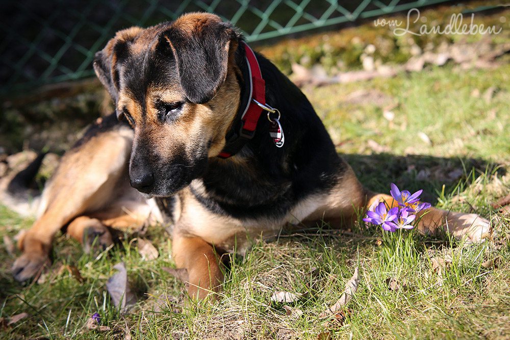 Nala im Frühling 2013