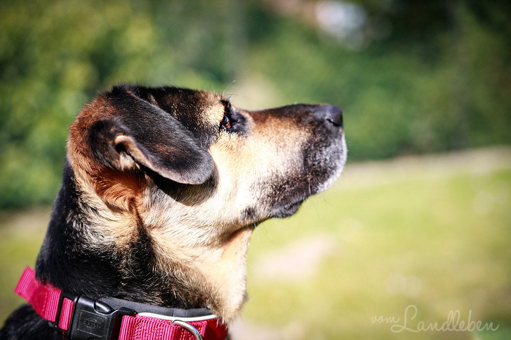 Nala Herzenshund
