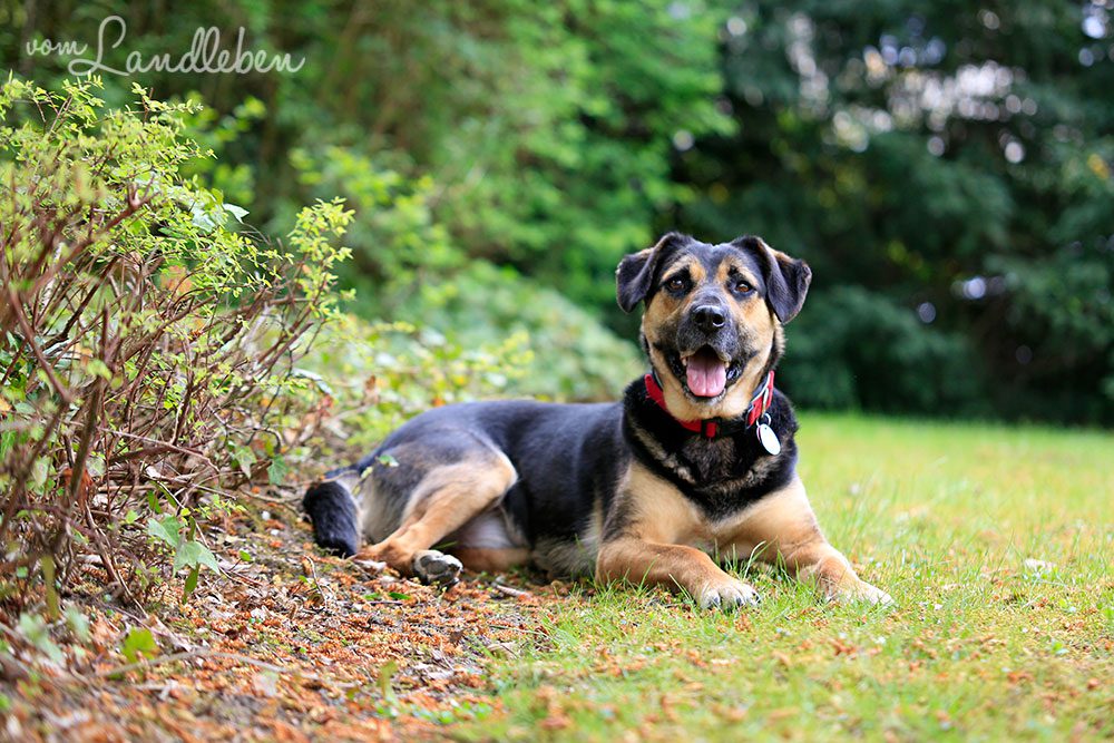 Nala im Mai 2013