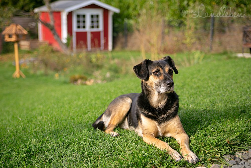 Nala im Garten – Oktober 2018