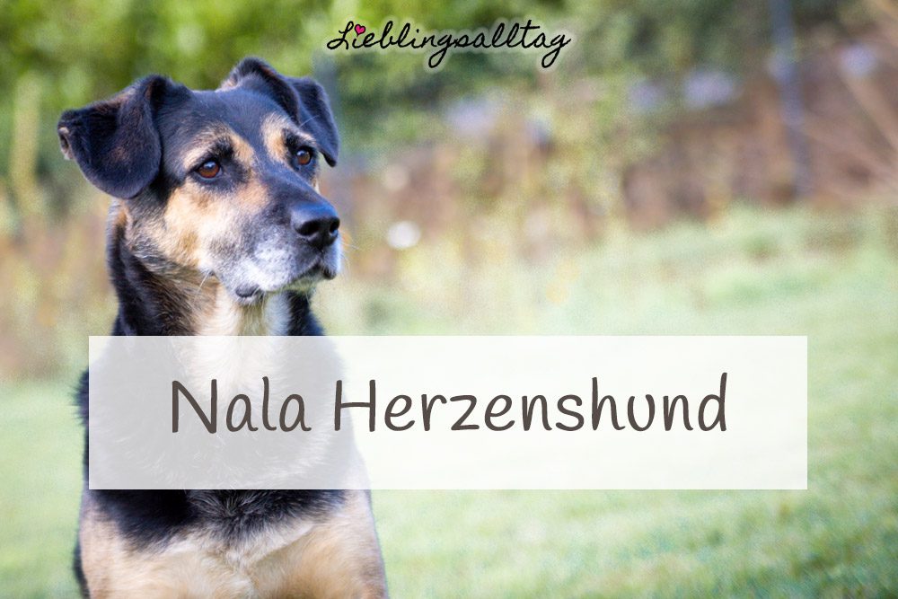 Nala Herzenshund