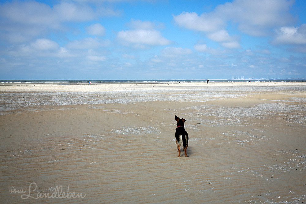 Nala am Meer in Ouddorp