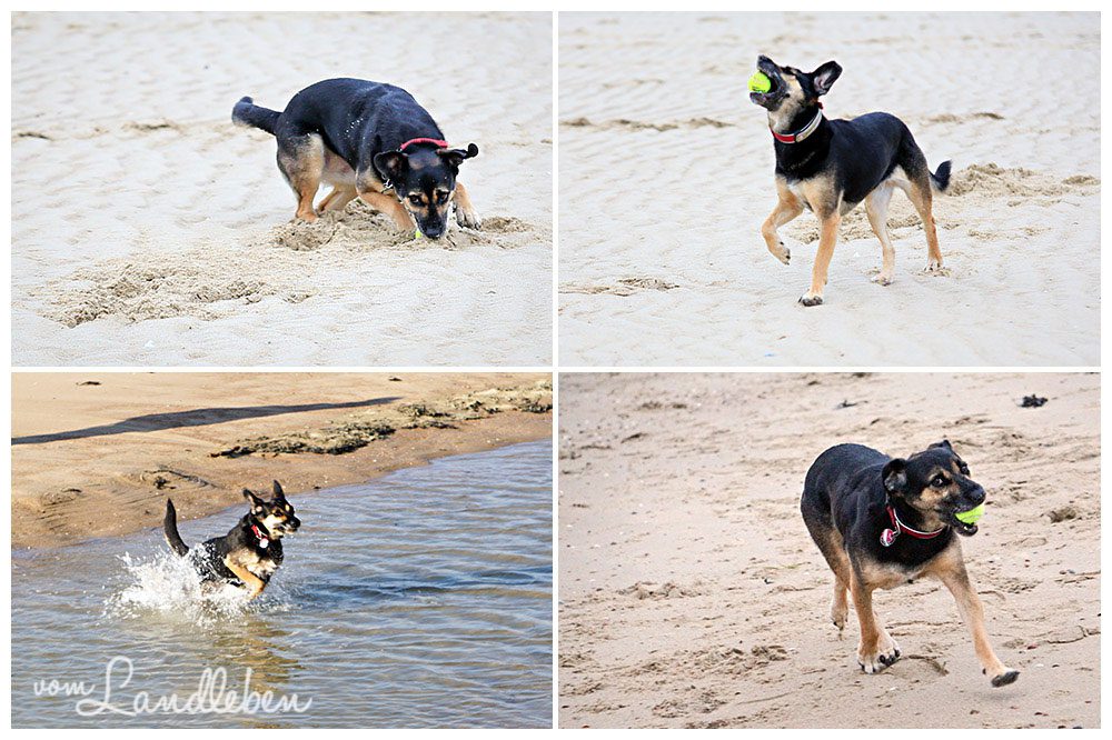 Nala – Hund am Strand – Oktober 2015