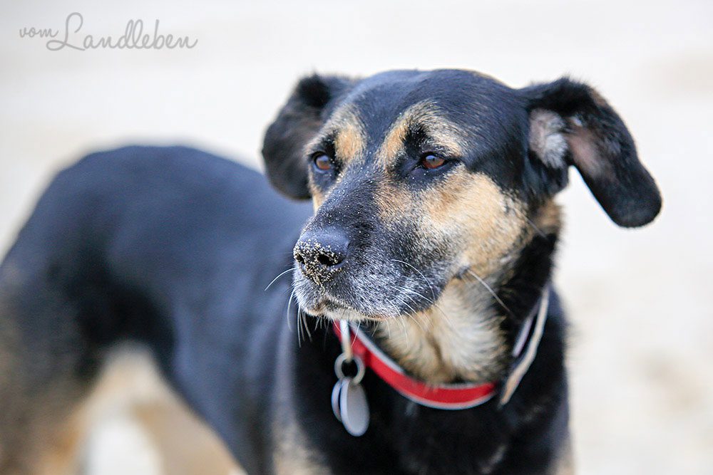 Nala – Hund am Strand – Oktober 2015