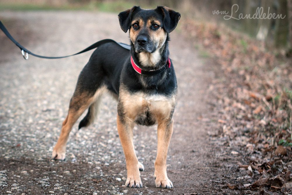 Nala im Januar 2013