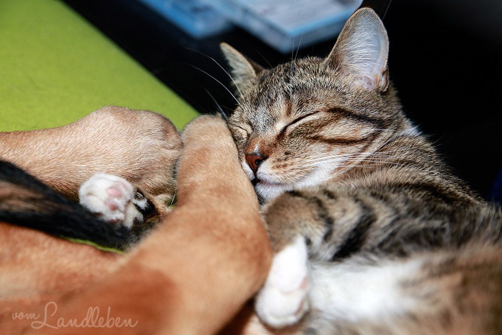 Nala und Juli – Hund und Katze kuscheln