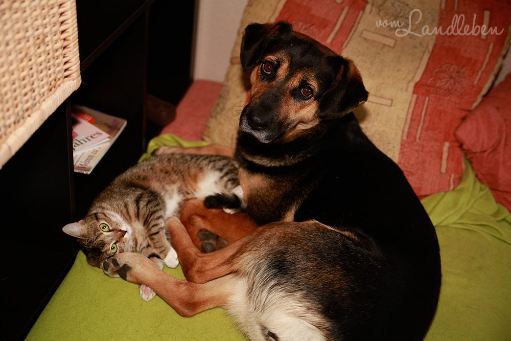 Nala und Juli – Hund und Katze kuscheln