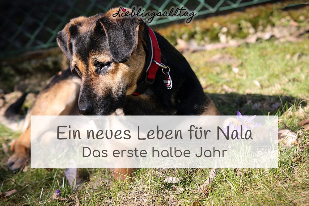 Ein neues Leben für Nala
