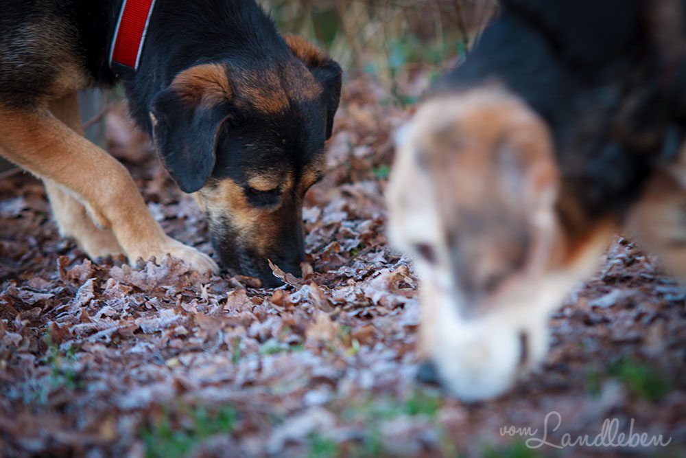 Nala und Paul im Januar 2013