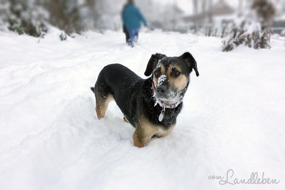 Nala im Schnee