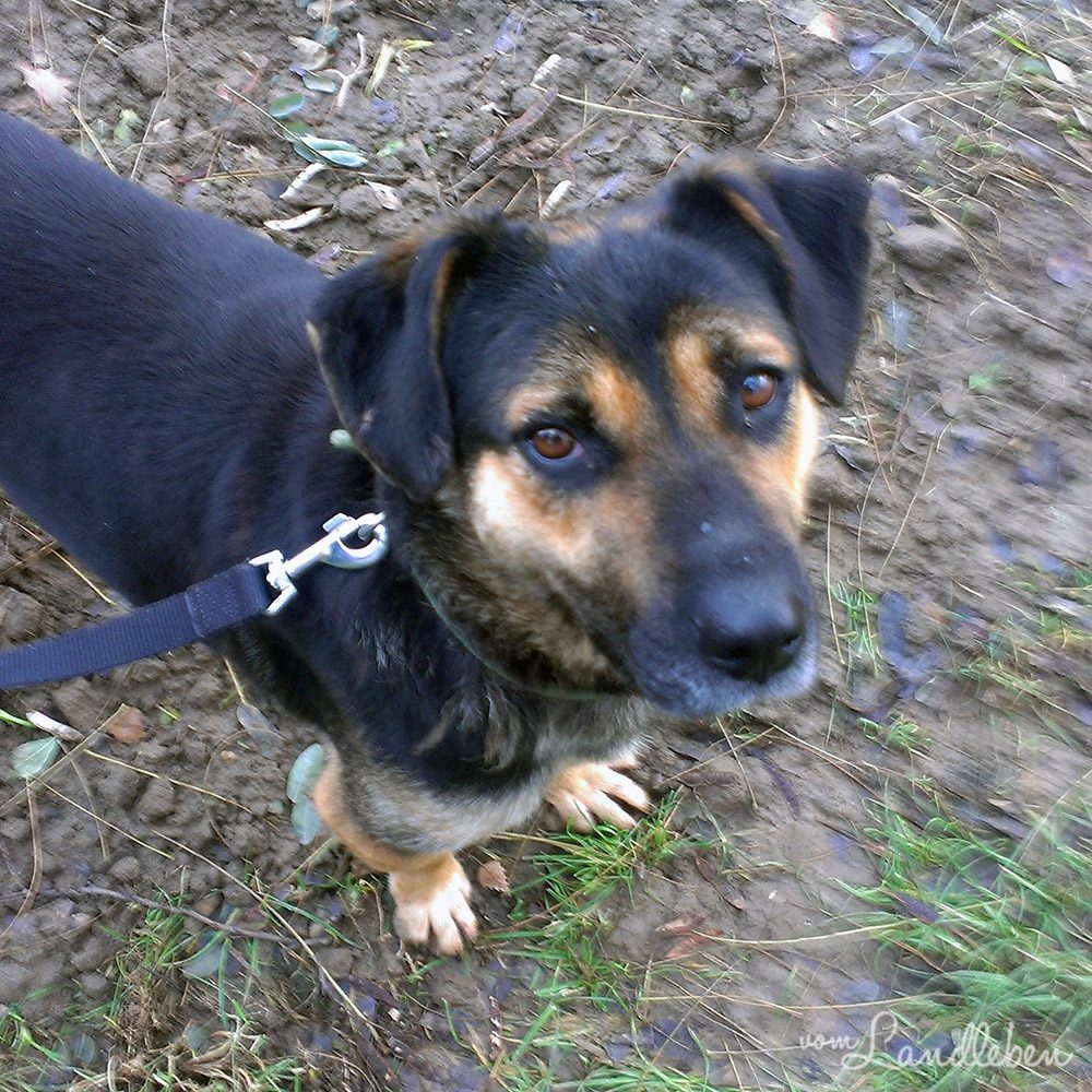 Nala im Tierheim