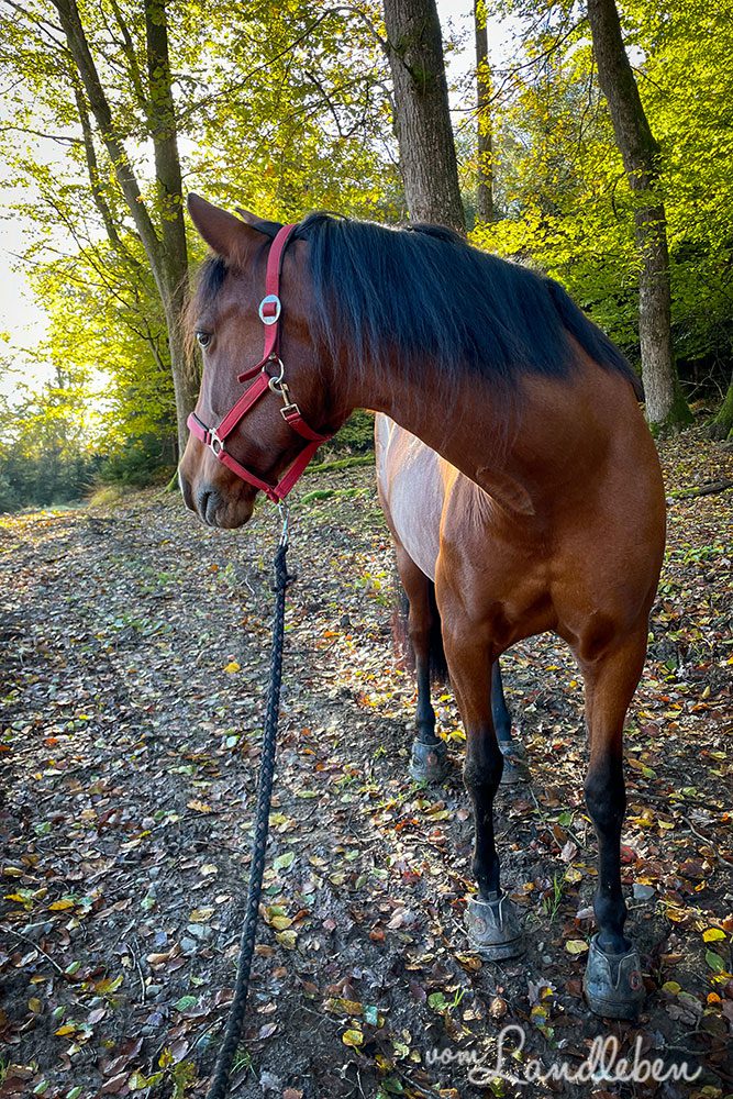 Mein Pferd Dolida im Oktober 2021
