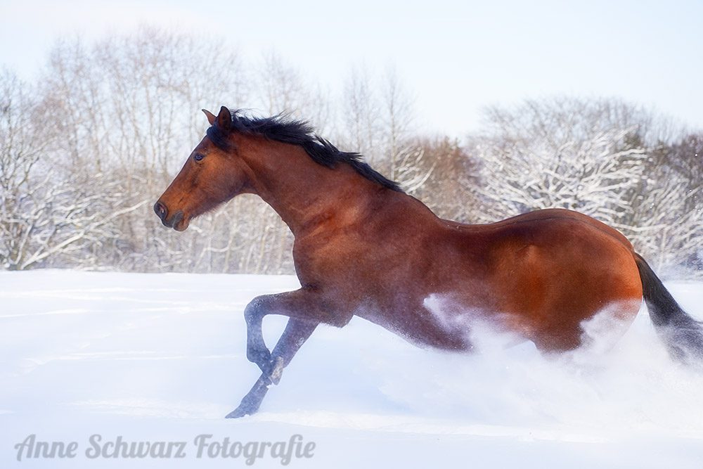 Pferde im Schnee