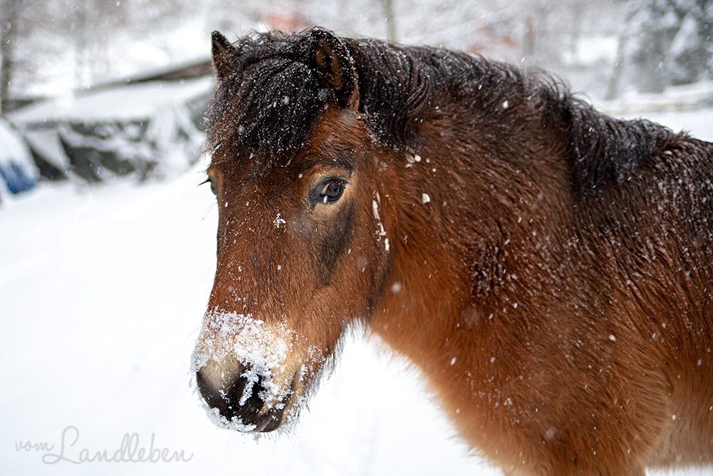 pferde-schnee-januar-2019-vom-landleben-13