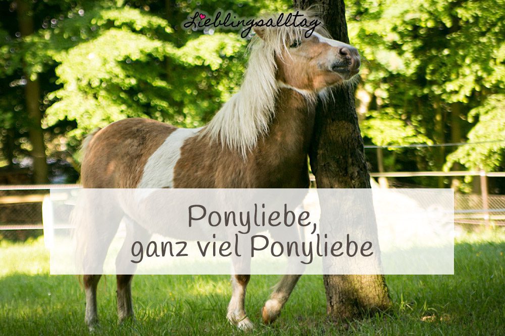 Ponyliebe