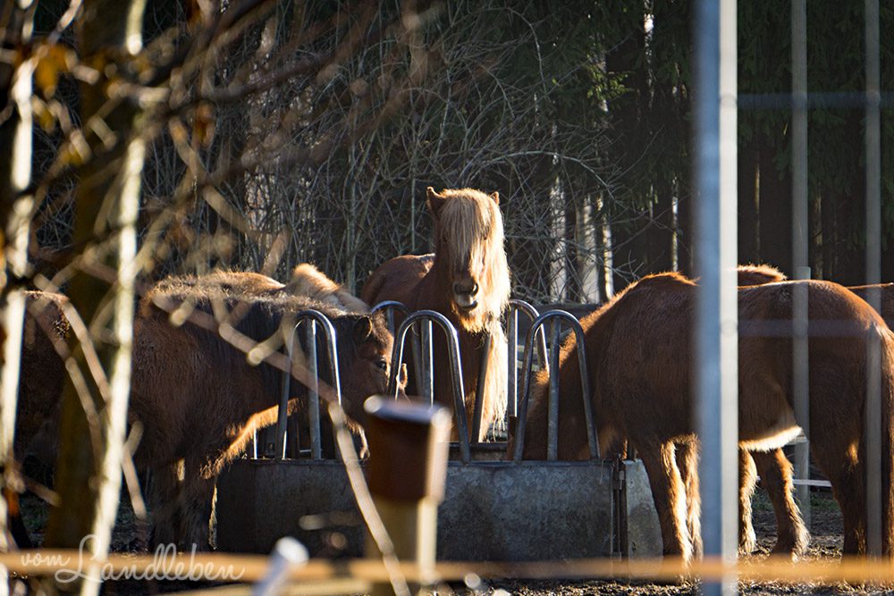 Ponys beim Frühstück