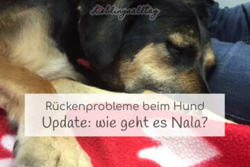 Rückenprobleme beim Hund