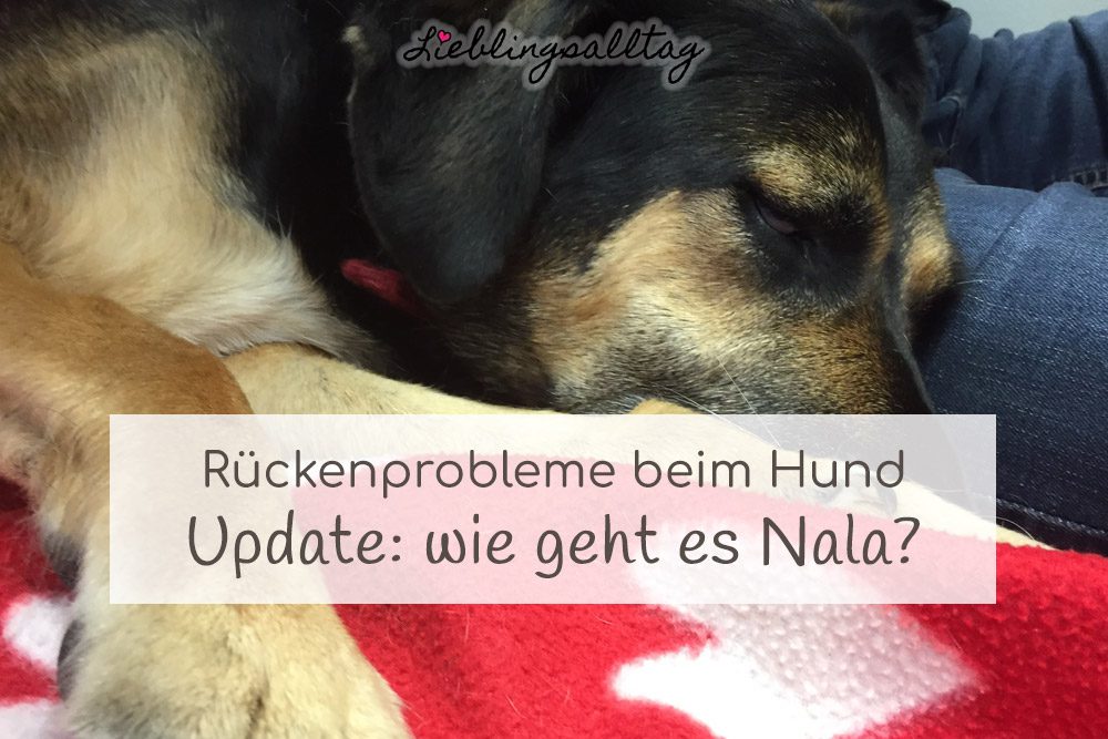 Rückenprobleme beim Hund
