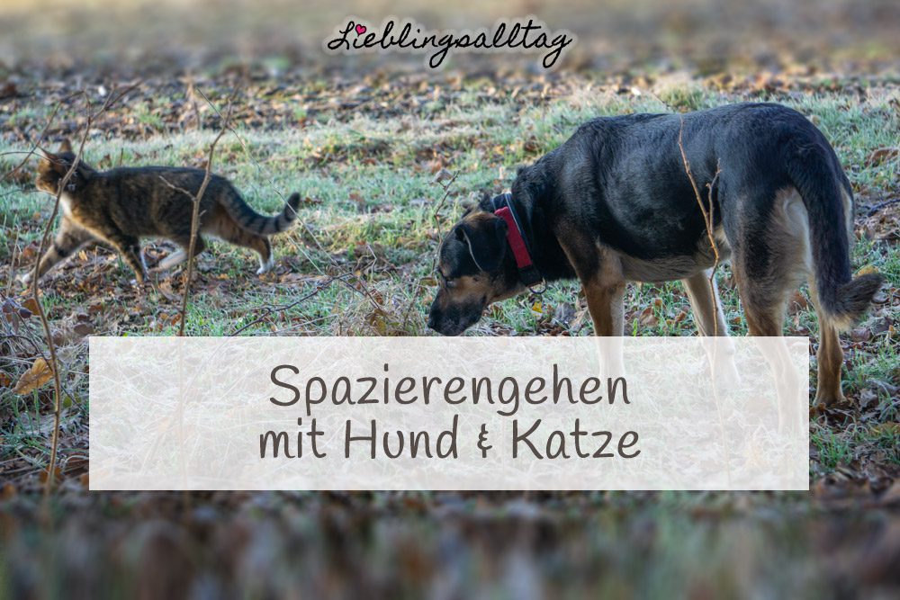 Spazierengehen mit Hund und Katze
