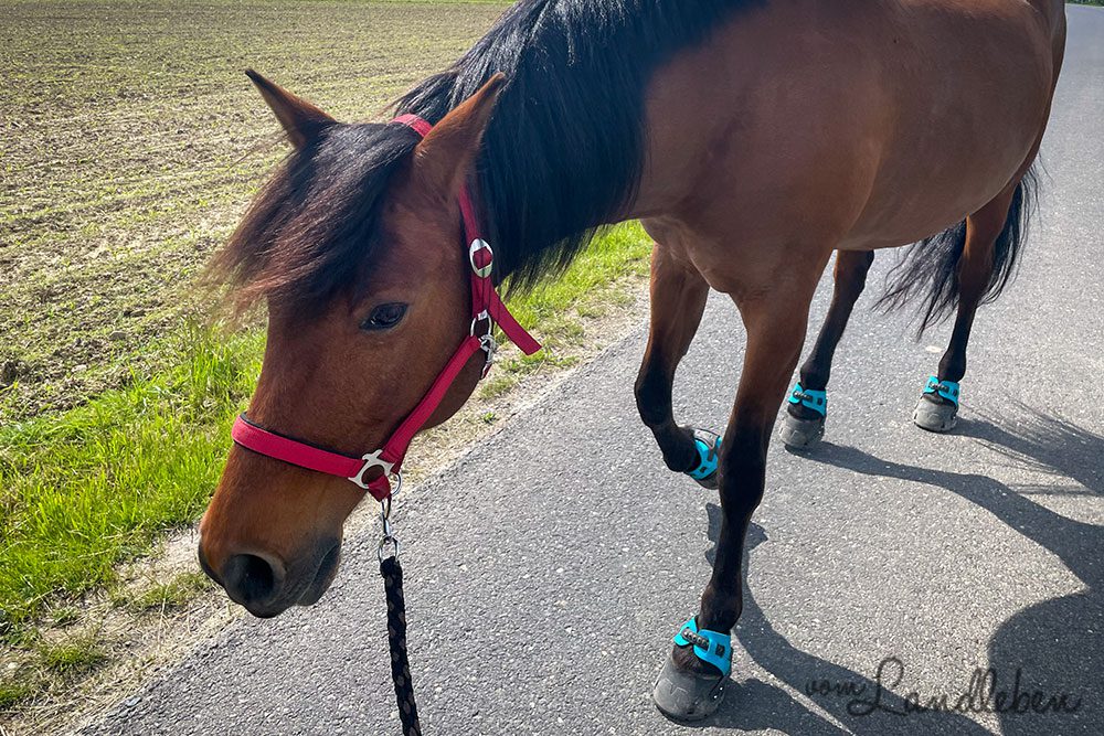 Spazierengehen mit Dolida im Juni 2021